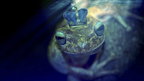 žaba v rybniku